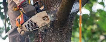 Why Choose Our Tree Removal Services in Charleston, MS?