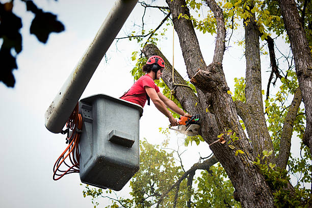 Best Palm Tree Trimming  in Charleston, MS